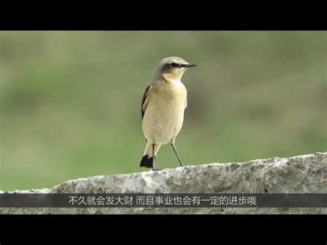 築巢 風水|鳥巢風水：家居好運大提升